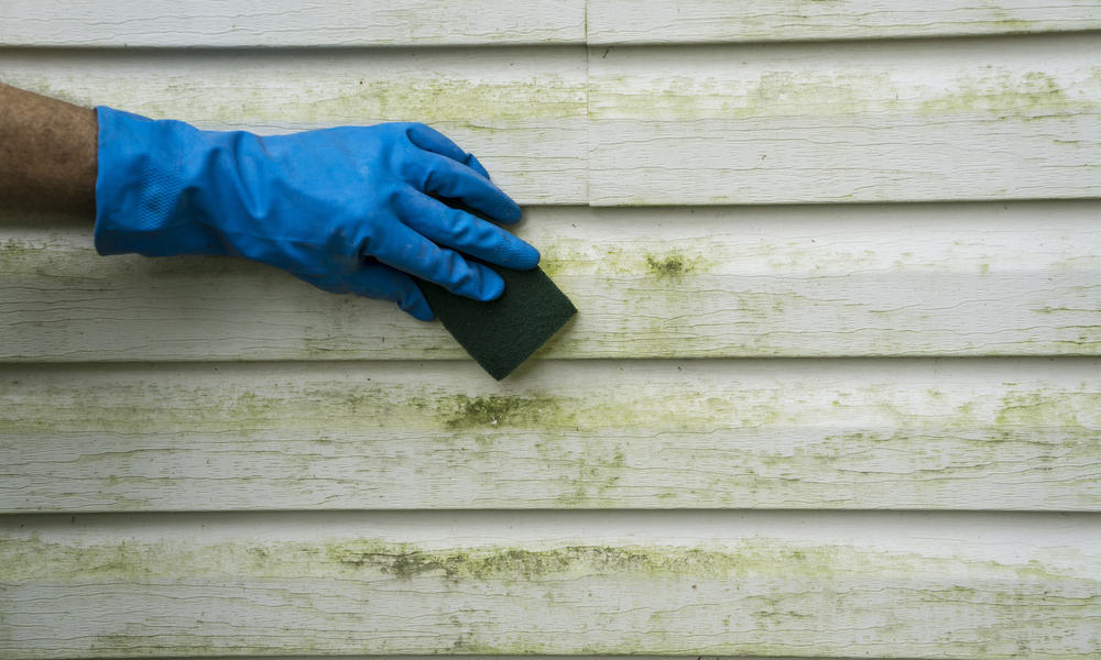 5 Ways to Remove Mold from Vinyl Siding (Causes & Prevent Tips)