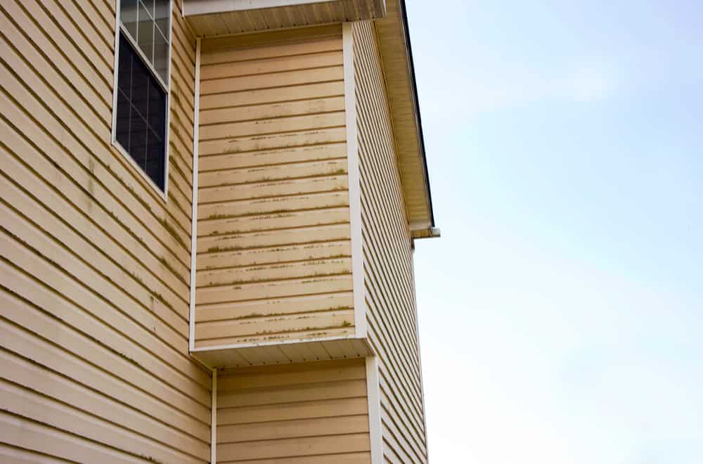 Causes of Mold Growth on Vinyl Siding