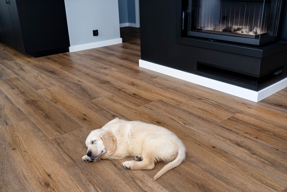 vinyl vs laminate flooring with pets