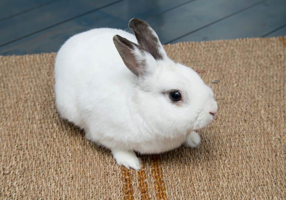 Rabbit Pee on the Floor