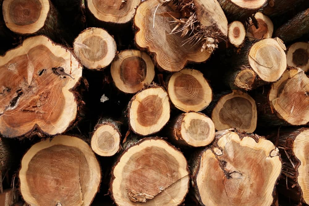 is cedar a hardwood