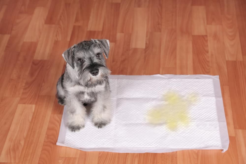 How To Clean Pet Urine From Vinyl Plank Flooring