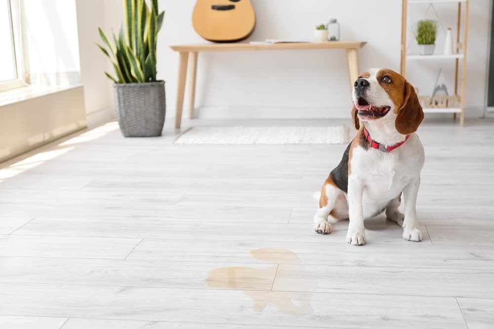 How To Get Dog Pee Smell Out Of Hardwood Floors
