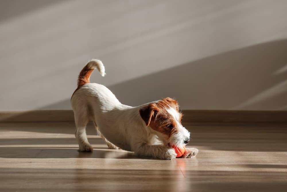 How To Get Dog Poop Smell Out of Hardwood Floor