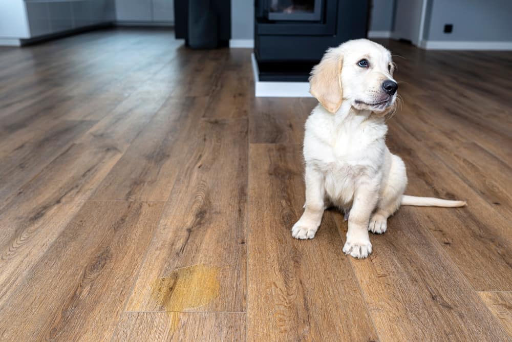 How To Remove Black Urine Stains From Hardwood Floors