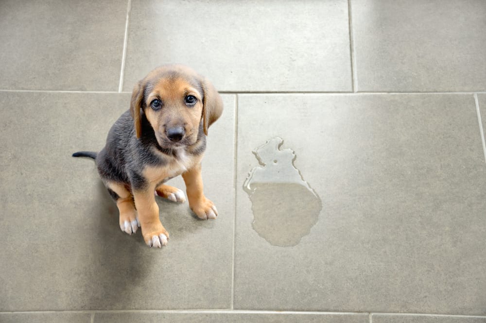 How to Get Rid Of Dog Urine Smell On Tile