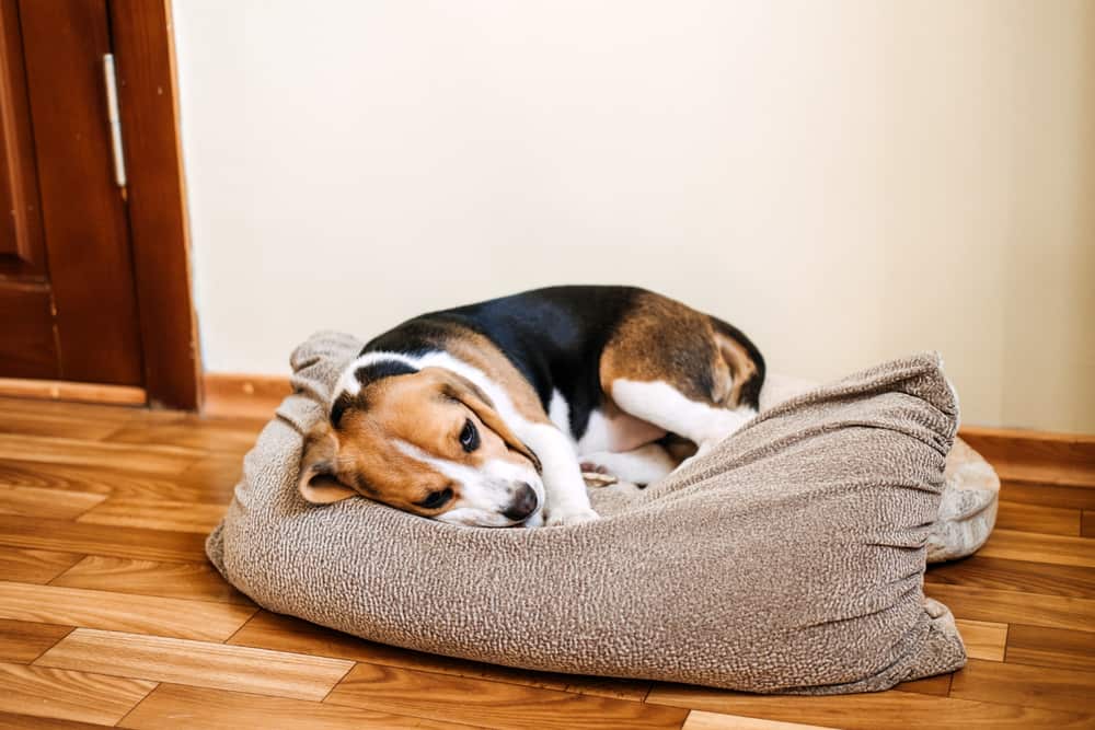 how to clean dog vomit from hardwood