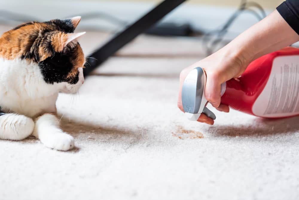 how to get cat poop stains smells out of carpet
